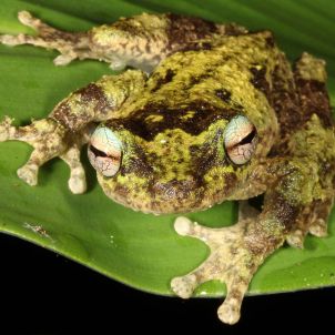 Photo of Saving North Queensland Frogs