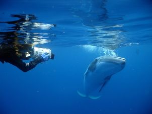 Photo of Dwarf Minke Whale Project
